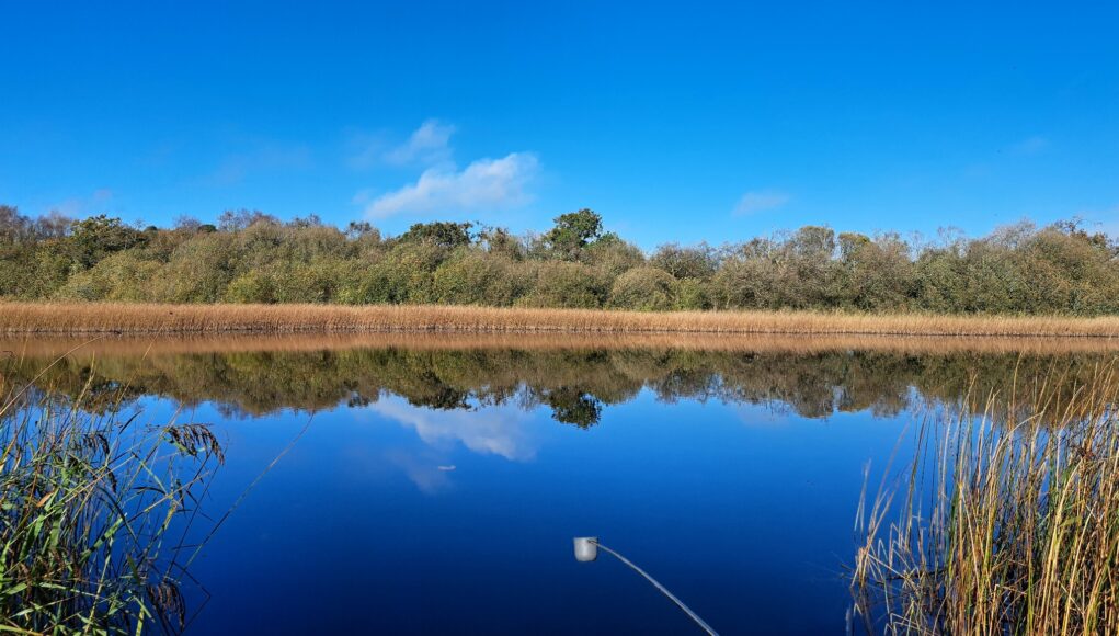 Silvergrove - looks perfect!