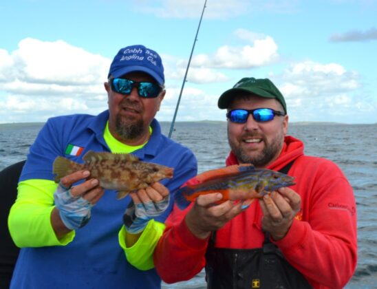 cuckoo wrasse