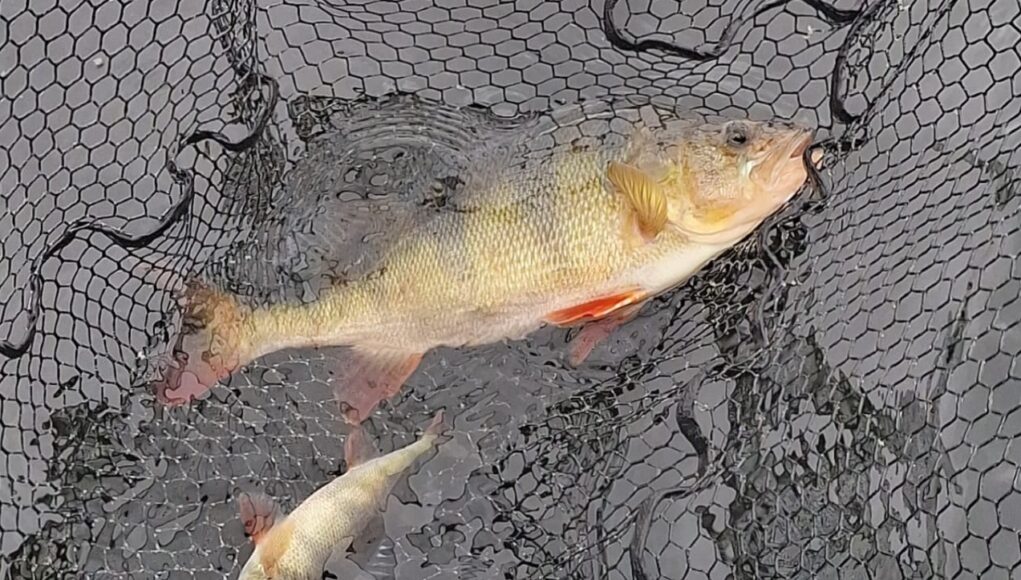 a pair of perch