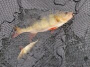 Perch to 44cm and dropshot pike to 91cm with Anglers Paradise Guiding a pair of perch