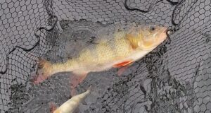 Perch to 44cm and dropshot pike to 91cm with Anglers Paradise Guiding a pair of perch