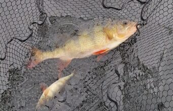 Perch to 44cm and dropshot pike to 91cm with Anglers Paradise Guiding a pair of perch