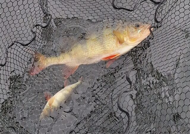 a pair of perch
