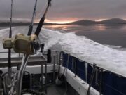 A tough season for Kerry Tuna Charters Kerry tuna fishing