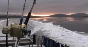 A tough season for Kerry Tuna Charters Kerry tuna fishing