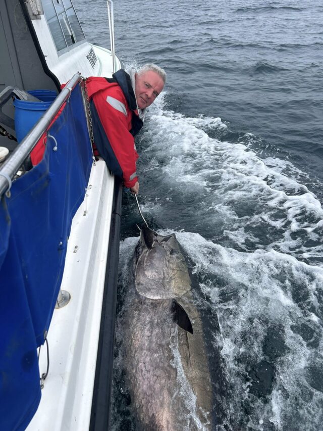bluefin tuna Kerry