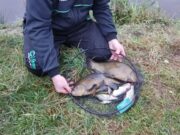 Unseasonal Tench showing up for Enfield Anglers