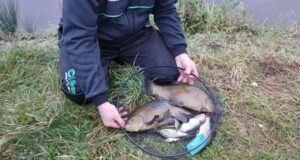Unseasonal Tench showing up for Enfield Anglers