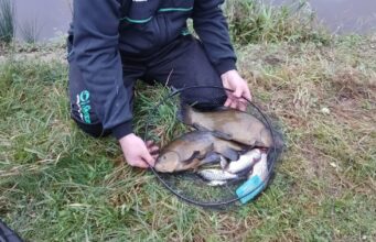 Unseasonal Tench showing up for Enfield Anglers