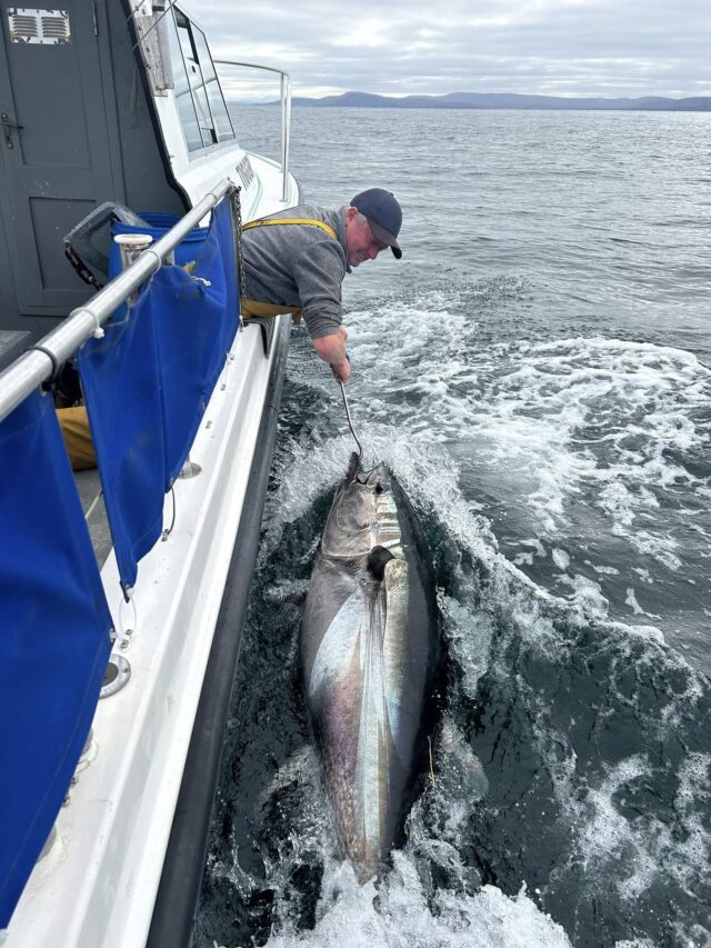 bluefin tuna Kerry
