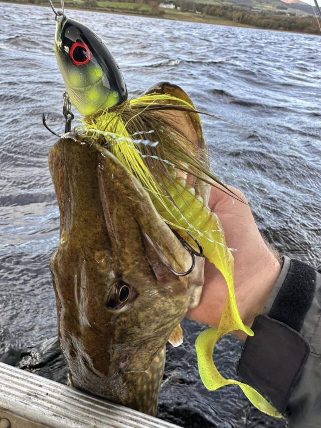 disco pike