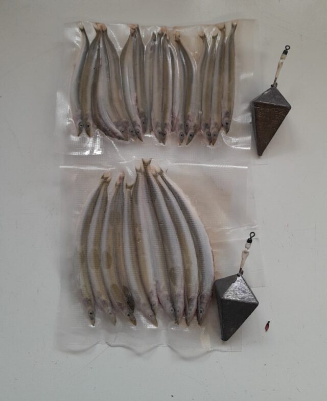 sandeels