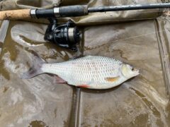 Roach on the float