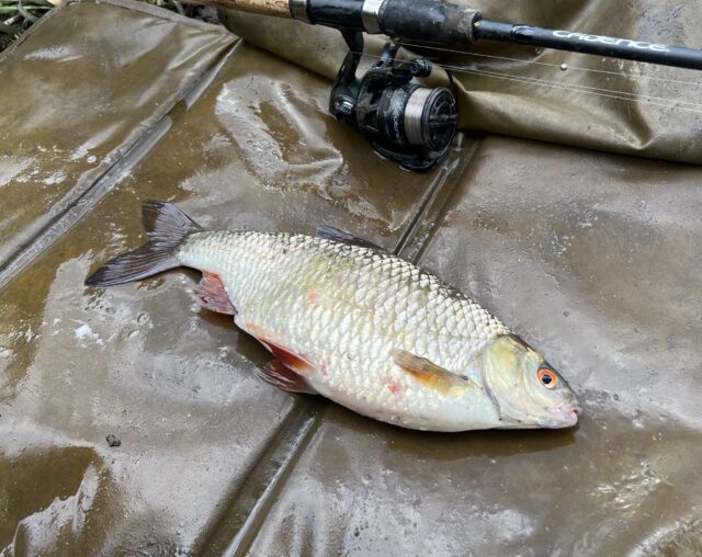 Roach on the float