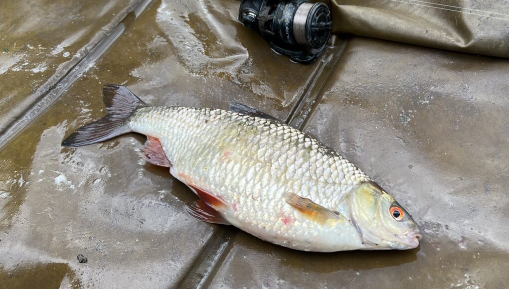 Roach on the float Roach on the float