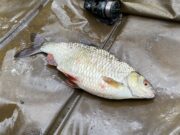 The River Whispers – winter fishing tips and tricks Roach on the float