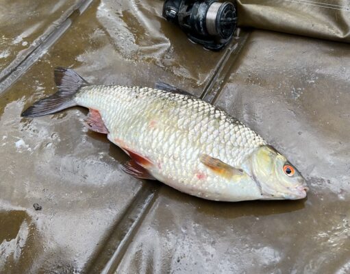 The River Whispers – winter fishing tips and tricks Roach on the float