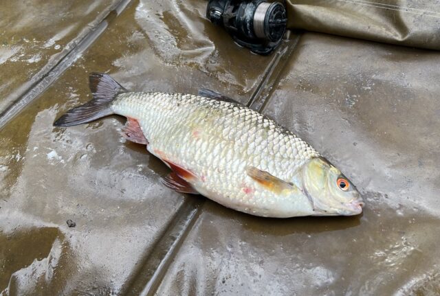 Roach on the float