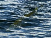 IFPAC announces date & venue for 2026 Boat Competition