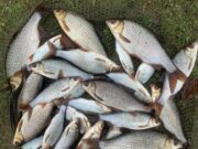 Dean Murray wins latest Athy match with 25lb 9oz coarse fish