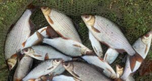 coarse fish