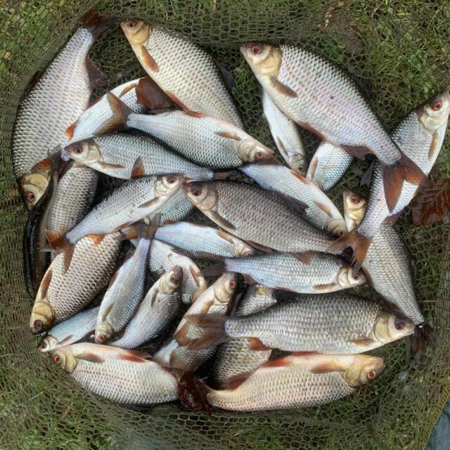 coarse fish