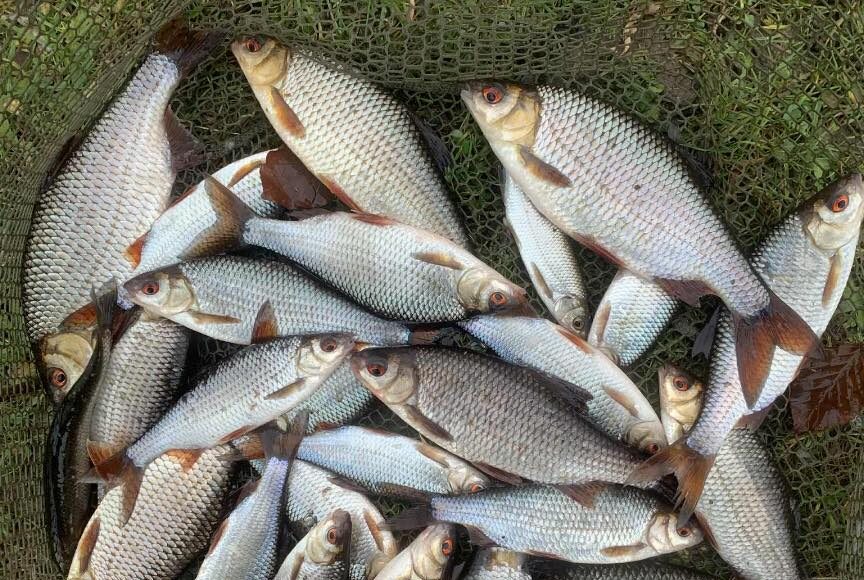 coarse fish coarse fish