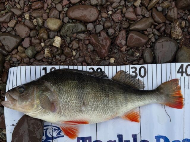 perch