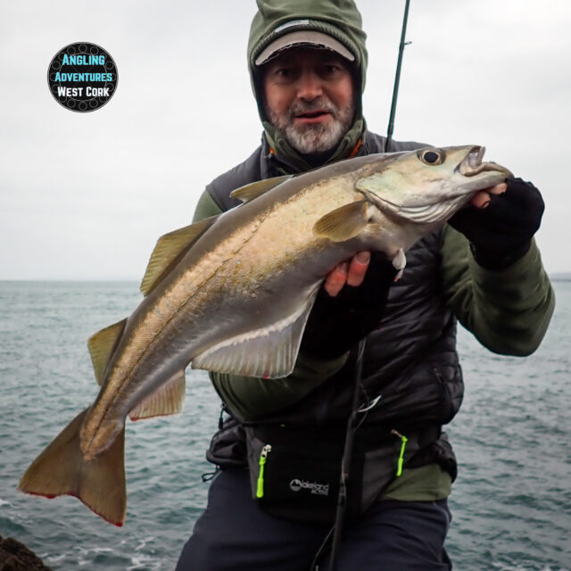 David Norman with a shore caught December pollack