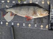 Winter Perch Fishing with Pike Pro Ireland