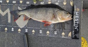 Winter Perch Fishing with Pike Pro Ireland