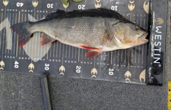 Winter Perch Fishing with Pike Pro Ireland