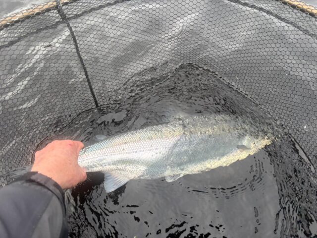 First currane salmon of 2026