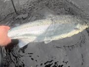 Dominic McGillicuddy catches and releases Lough Currane’s first salmon of the season First currane salmon of 2026