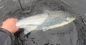Dominic McGillicuddy catches and releases Lough Currane’s first salmon of the season First currane salmon of 2026