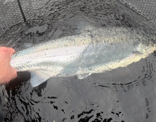 First currane salmon of 2026