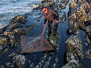 Remarkable shore-caught skate for Kevin