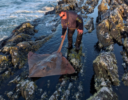 Remarkable shore-caught skate for Kevin