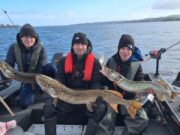 Triple hook up for Adrian, Jamie and Adam with Anglers Paradise Guiding pike
