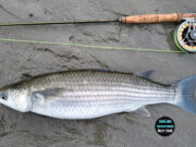 Specimen mullet on fly for David Norman