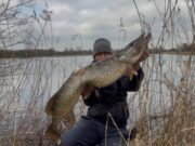 Shannon Pike Delight for Alex from Brazil