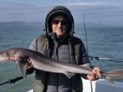 Short Weather Window Produces Spurdog and Whiting for Wicklow Boat Charters