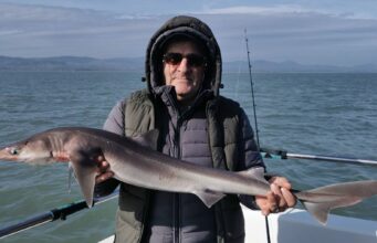 Short Weather Window Produces Spurdog and Whiting for Wicklow Boat Charters
