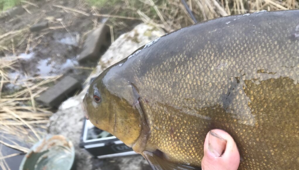 tench