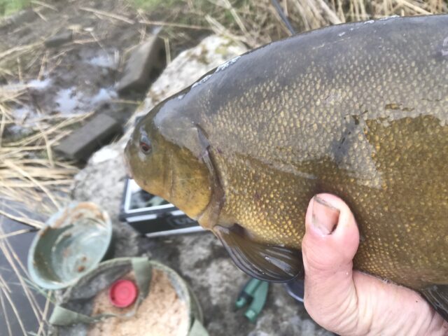 tench