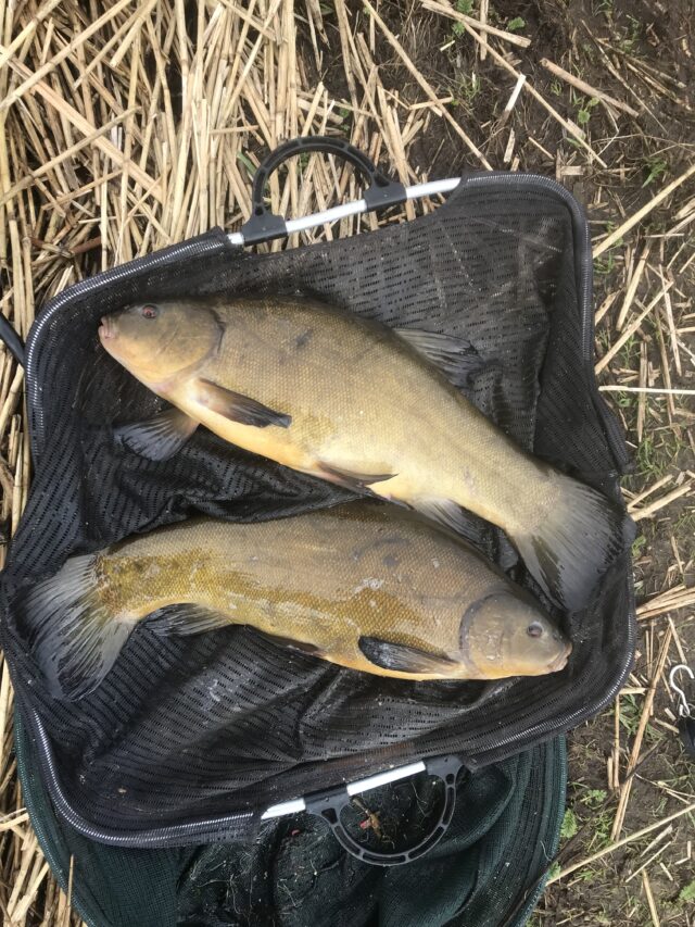 tench
