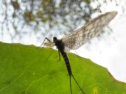 Dan O’Neill’s advice on early season river tactics for fly anglers fly