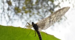 fly