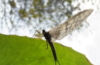 Dan O’Neill’s advice on early season river tactics for fly anglers fly