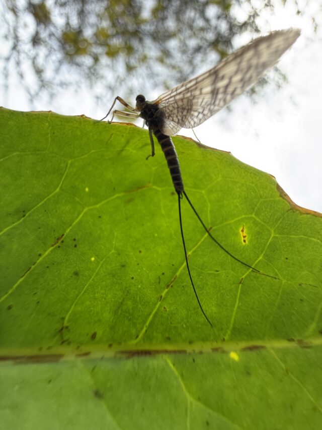fly